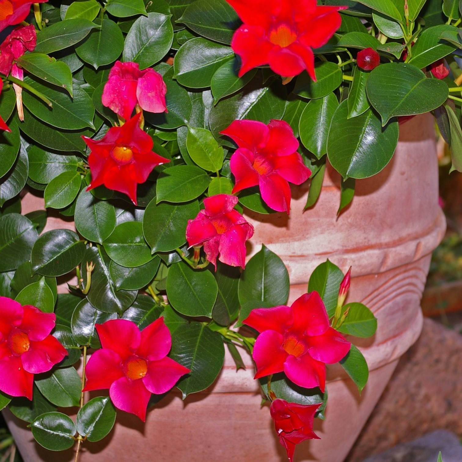 Red Mandevilla Flower (Mandevilla splendens) Live Plant for Home and Office Garden 